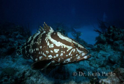 Nassau Grouper, San salvadore, Bahamas by Keith Partlo 
